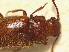 Cryptophagus pilosus