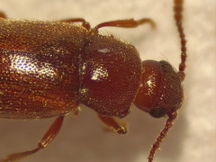 Cryptophagus pilosus