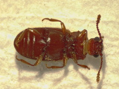Cryptophagus pilosus