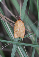 Sparganothis distincta