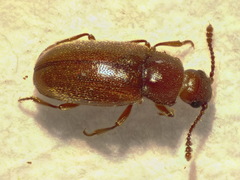 Cryptophagus pilosus