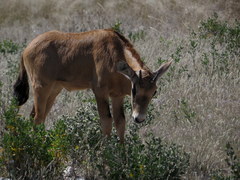 Oryx gazella