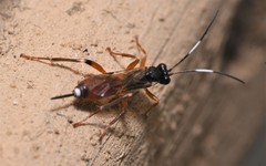 Agrothereutina