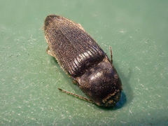 Conoderus falli