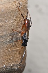 Agrothereutina