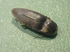 Conoderus falli