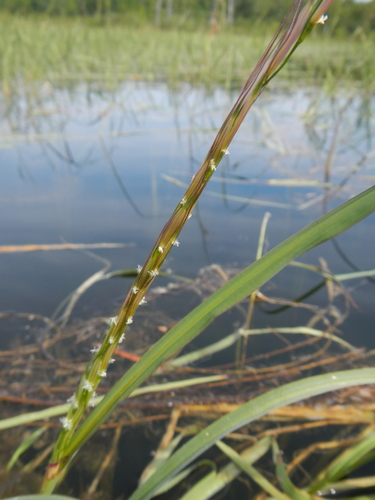 Zizania palustris var. palustris