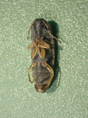Conoderus falli