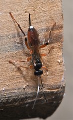 Agrothereutina