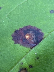 Mycosphaerella fraxinicola