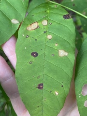 Mycosphaerella fraxinicola