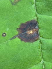 Mycosphaerella fraxinicola