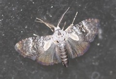 Acatapaustus leucospila