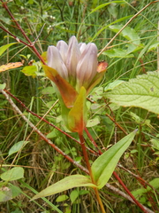 Gentiana rubricaulis