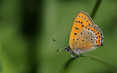 Lycaena helle
