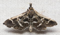 Diasemiodes janassialis