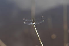 Leucorrhinia caudalis