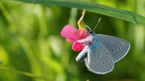 Pilkasis Melsvys nuotrauka