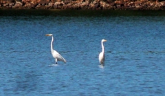 Ardea alba