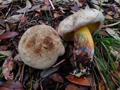 Caloboletus inedulis