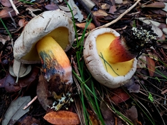 Caloboletus inedulis