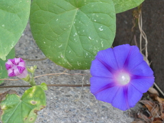 Ipomoea purpurea