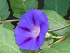 Ipomoea purpurea