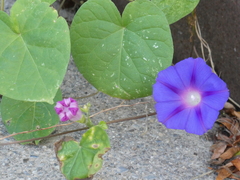 Ipomoea purpurea