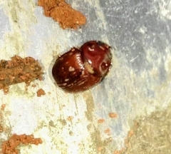 Odonteus thoracicornis