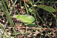 Liparophyllum exaltatum