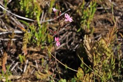 Stylidium ornatum