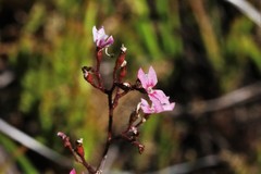 Stylidium ornatum