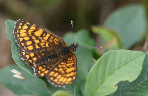 Heath Fritillary, 6991 Rheden, Nederland, photo 4 of 10
