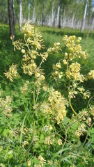 Thalictrum simplex