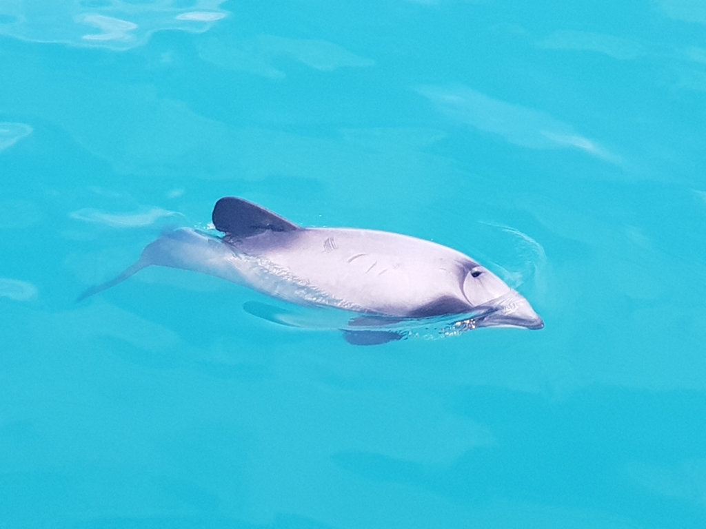 Hector's dolphin at the surface in clear turquoise water, rounded dorsal fin and dark face markings visible