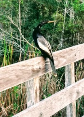 Anhinga anhinga leucogaster