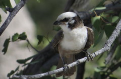 Eurocephalus anguitimens