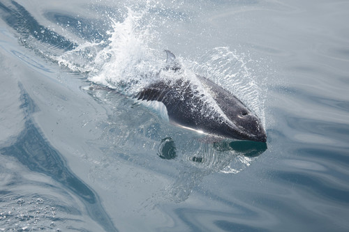 Dall's Porpoise