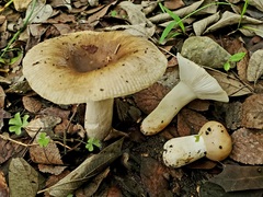 Russula foetentula