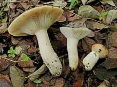 Russula foetentula