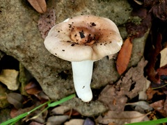 Russula foetentula