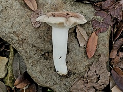 Russula foetentula