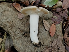 Russula foetentula