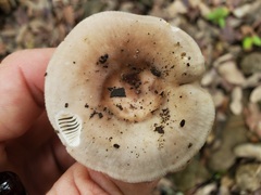 Russula foetentula