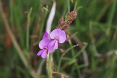 Desmodium rhytidophyllum
