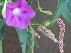 Ipomoea purpurea