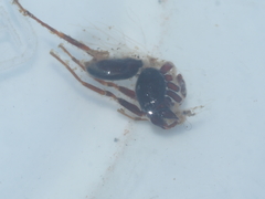 Oedignatha scrobiculata