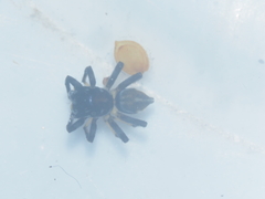 Phintella bifurcilinea