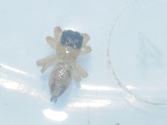 Evarcha flavocincta