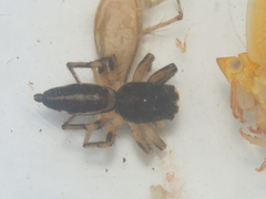 Cosmophasis thalassina